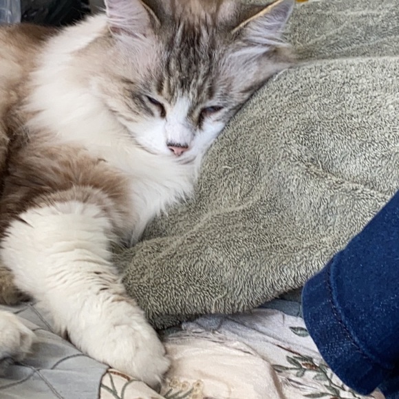 Curious Cat Lives Here - Picture 8 of 16